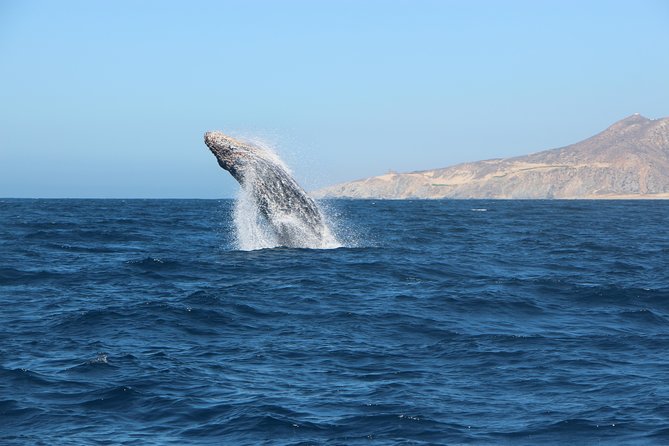 Whale Watching in Cabo San Lucas on board our Luxury Trimaran! - The price: good value for the right kind of outing