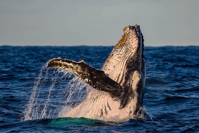 Whale Watching in Cabo San Lucas on board our Luxury Trimaran! - What to bring for a better time on the water