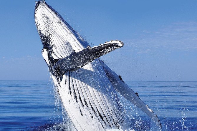 Whale Watching in Cabo San Lucas: Sightseeing Cruise and Shopping - The tequila stop adds flavor, but it is not the main attraction
