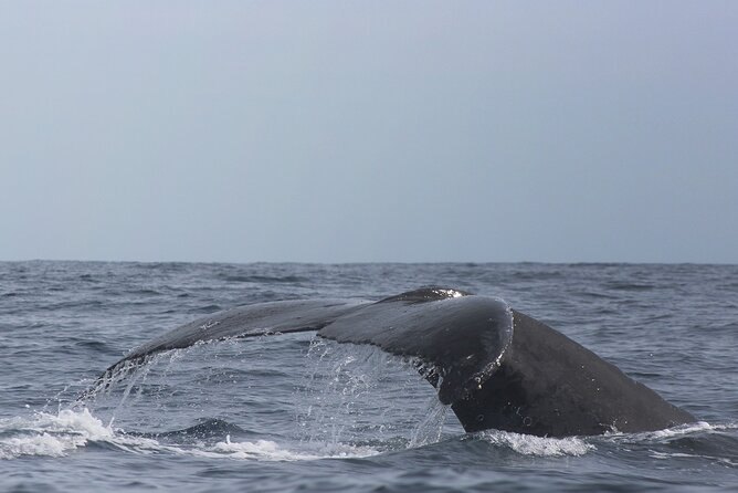 Whale Watching in Cabo San Lucas: Sightseeing Cruise and Shopping - Thirty minutes of shopping is useful, but limited