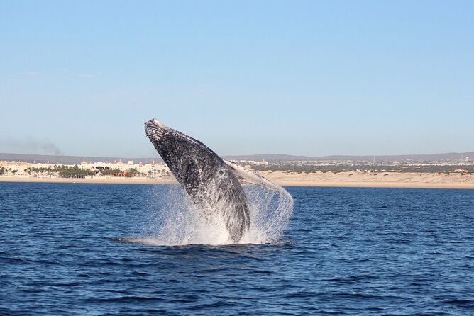 Whale Watching in Cabo San Lucas: Sightseeing Cruise and Shopping - The $115 price makes sense for a packed half-day