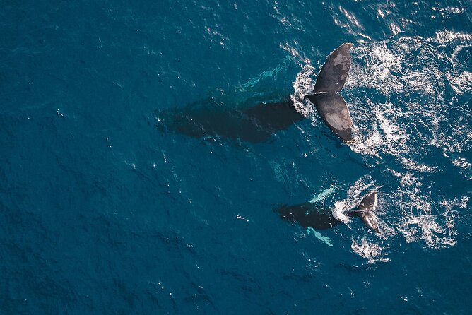 Whale Watching in Cabo San Lucas: Sightseeing Cruise and Shopping - Pickup is convenient, but confirm the details