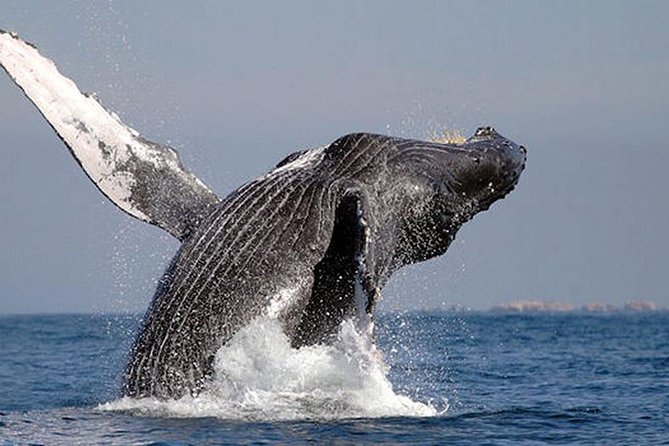 Whale Watching in Cabo San Lucas: Sightseeing Cruise and Shopping - El Arco gives you Cabo’s classic first photo