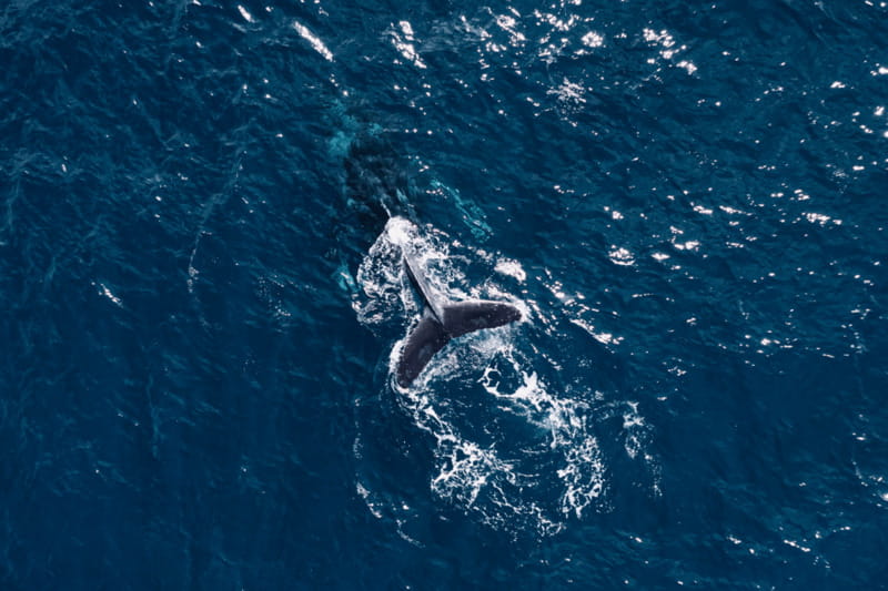 Whale Watching in San Jose del Cabo - A New Boat and a Small-Group Feel