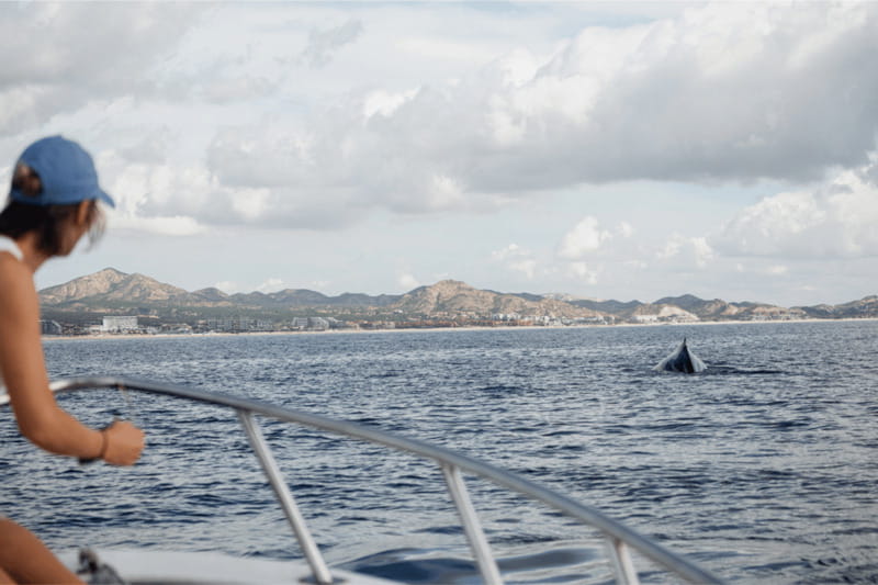 Whale Watching in San Jose del Cabo - Practical Tips for the Two-Hour Ride