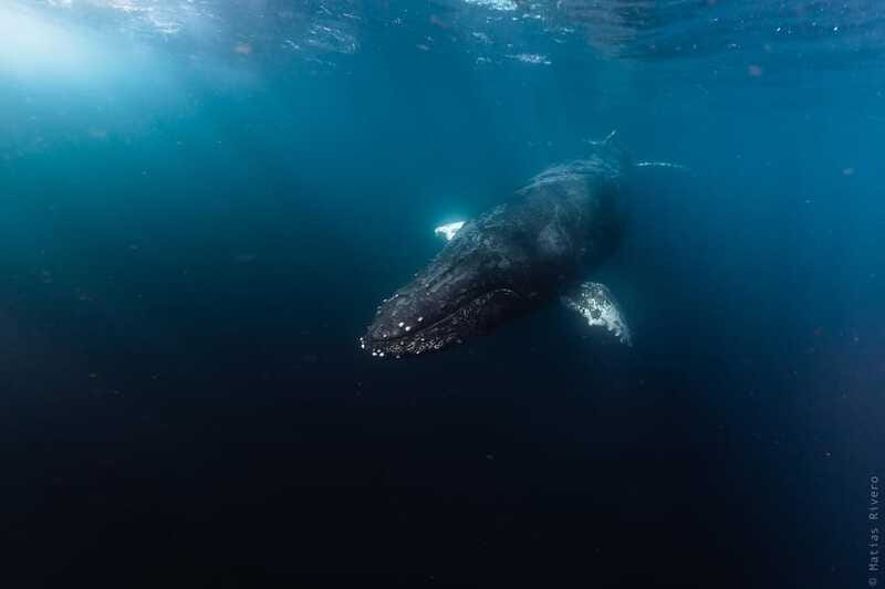Whale Watching in San Jose del Cabo - FAQ