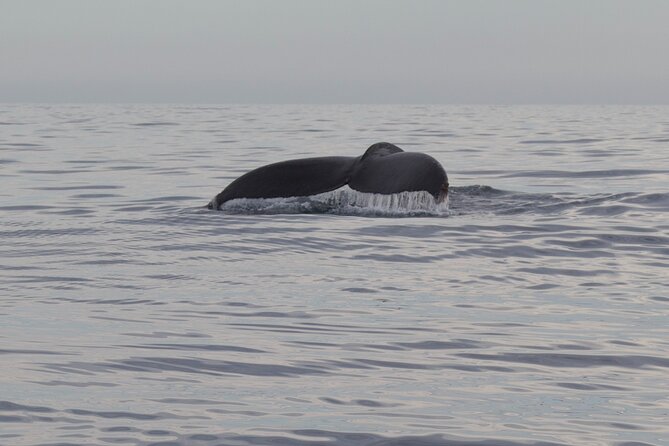 Whale Watching in San Jose del Cabo - Booking and cancellation details