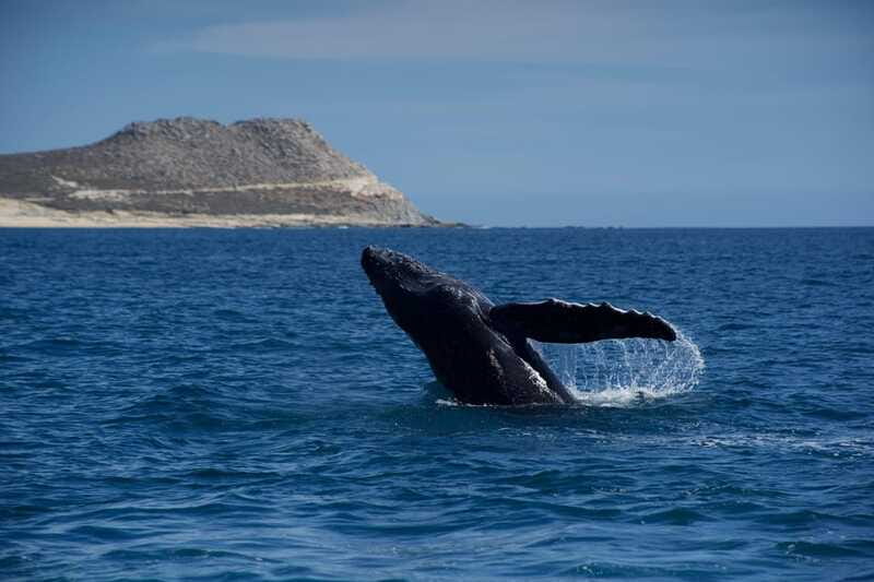 Whale Watching in San Jose del Cabo - Two Hours Searching the Open Ocean