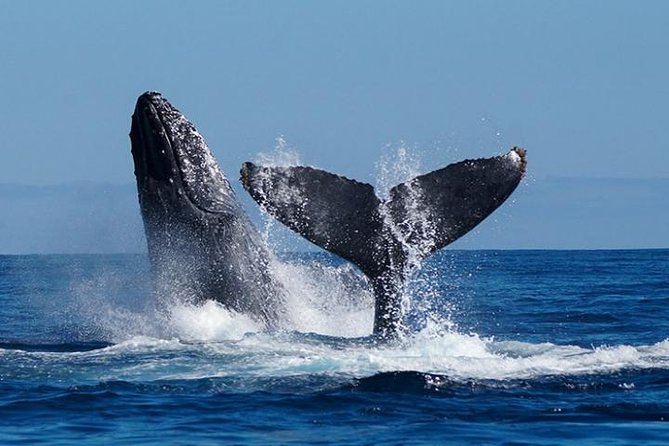 Whale Watching on 2 Level Big Boat with Breakfast and Drinks INCLUDED - Why Cabo is a good place for whale watching