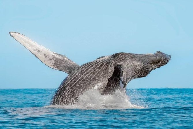 Whale Watching on 2 Level Big Boat with Breakfast and Drinks INCLUDED - Who will enjoy this Cabo cruise most?