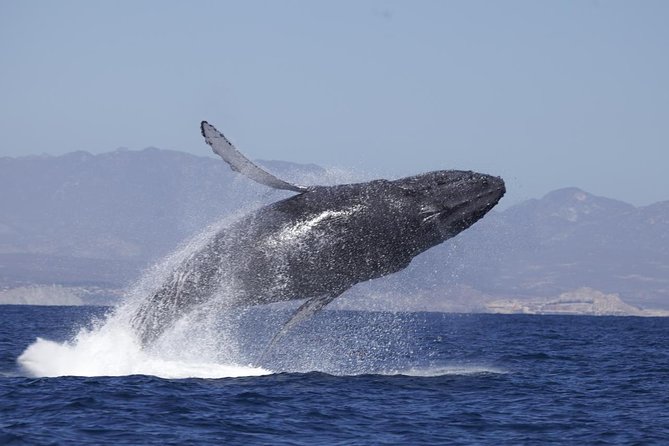 Whale Watching on 2 Level Big Boat with Breakfast and Drinks INCLUDED - Starting at Cabo Marina