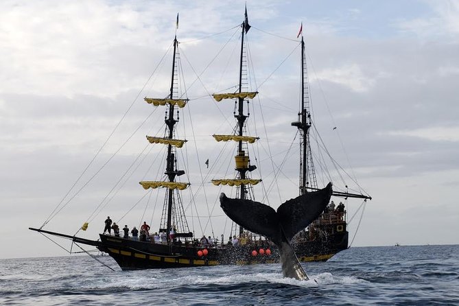 Whale-Watching Pirate Ship Cruise in Los Cabos - Sailing from Cabo Marina at 9 a.m.