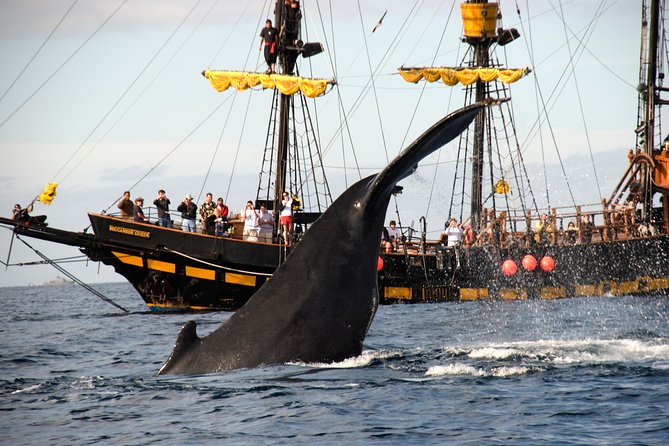 Whale-Watching Pirate Ship Cruise in Los Cabos - An open bar before noon