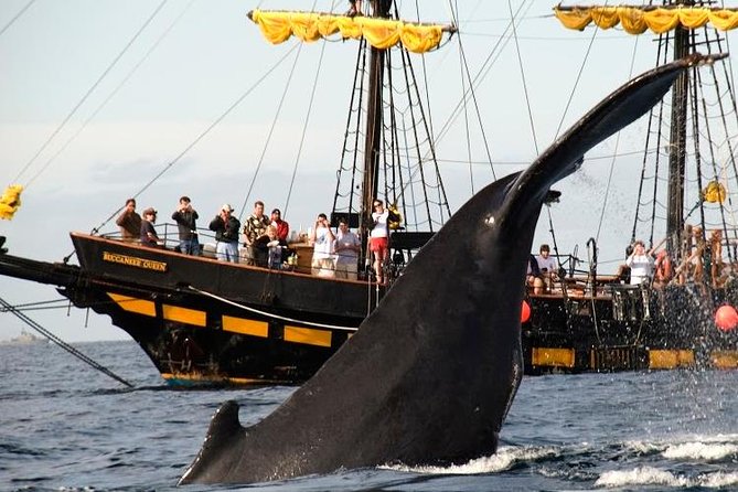 Whale-Watching Pirate Ship Cruise in Los Cabos - The value of $99 per person