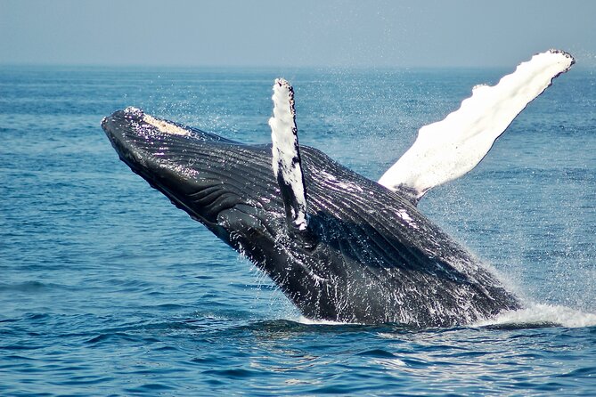 Whale Watching Snorkel Combo - Why this Cabo morning works so well