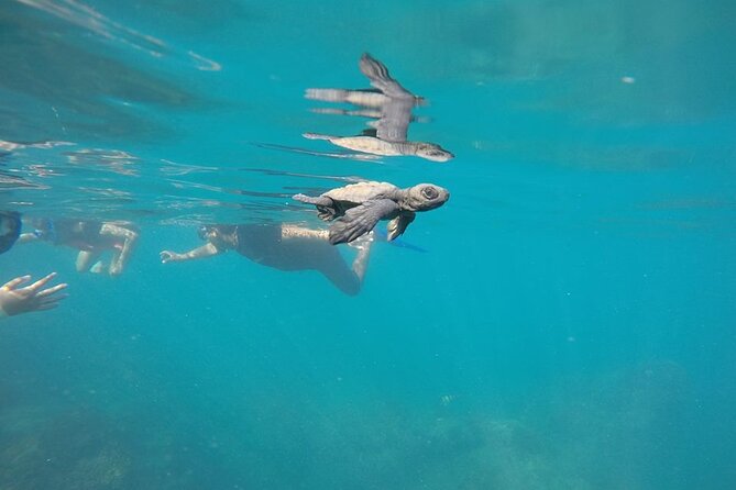 Whale Watching Snorkel Combo - Snorkeling at a quieter reef