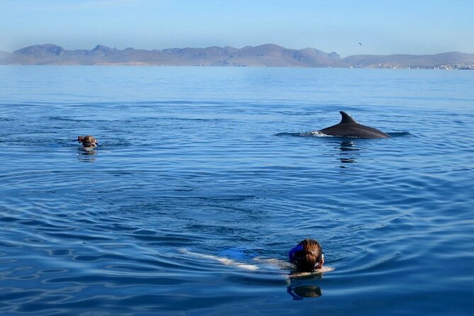 Whale Watching Snorkel Combo - A small boat with useful flexibility