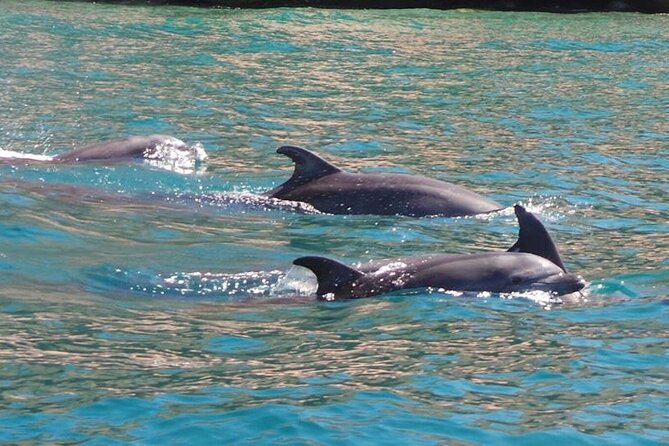Whale Watching Snorkel Combo - What is included, and what you should plan for