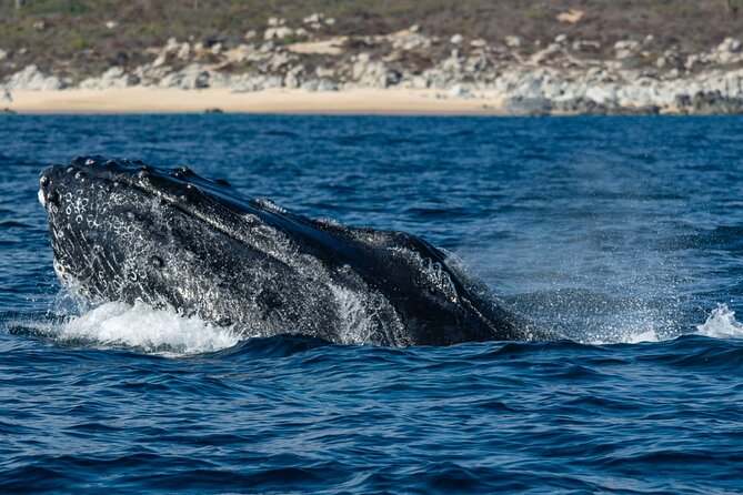 Whale Watching & Snorkeling Combo in Los Cabos with Photos Included - Snorkeling in the Sea of Cortez