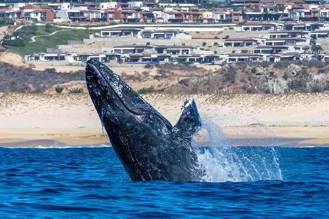 Whale Watching & Snorkeling Combo in Los Cabos with Photos Included - Guides Who Shape the Experience