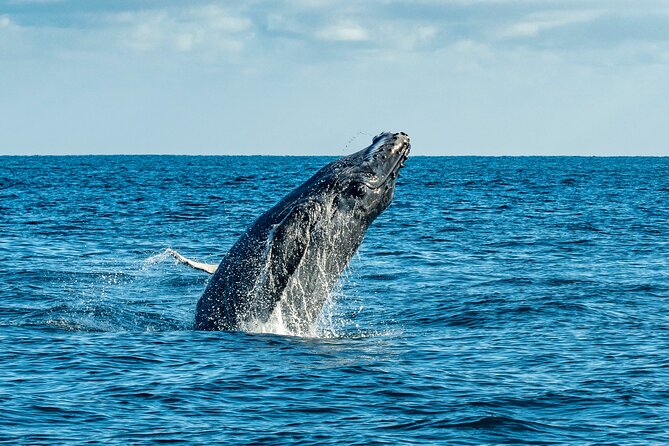 Whale Watching & Snorkeling Combo in Los Cabos with Photos Included - What the $125 Price Really Covers