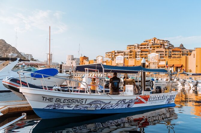 Whale Watching Tour in Cabo San Lucas - A close look at Cabo’s whale season