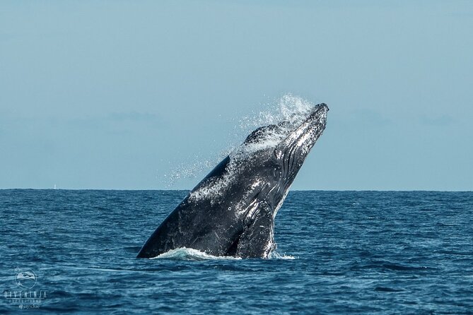 Whale Watching Tour in Cabo San Lucas - Watching whales without chasing them