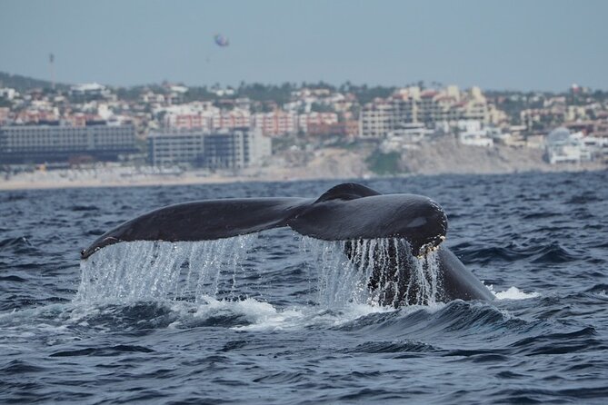 Whale Watching Tour in Cabo San Lucas - The hydrophone brings the sea indoors