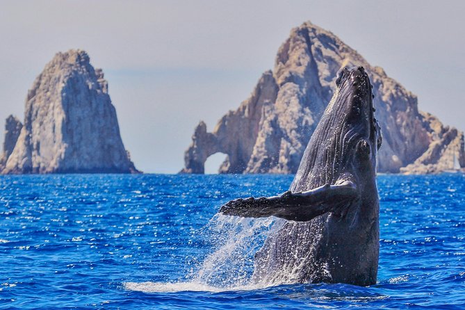 Whale Watching Tour in Glass Bottom Boat (VisitA Cabo) - Key points to know before booking