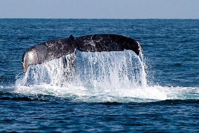 Whale Watching Tour in Glass Bottom Boat (VisitA Cabo) - El Arco comes first