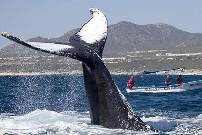 Whale Watching Tour in Glass Bottom Boat (VisitA Cabo) - Searching the Sea of Cortez for whales