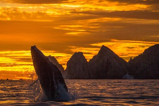 Whale Watching Tour in Los Cabos - Quick points before you book