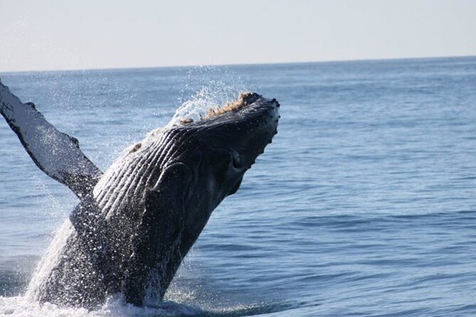 Whale Watching Tour in Los Cabos - El Arco makes a fine opening stop