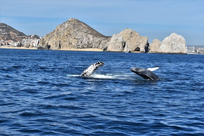 Whale Watching Tour in Los Cabos - A respectful distance matters