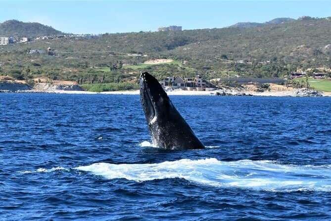 Whale Watching Tour in Los Cabos - Food, drinks, and the onboard mood