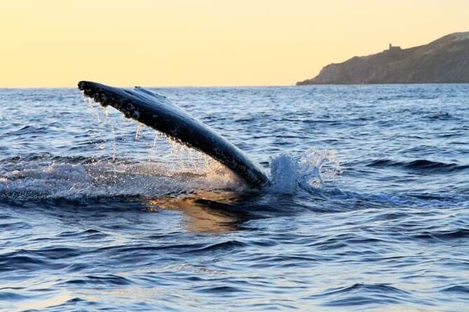 Whale Watching Tour in Los Cabos - What the two-hour schedule feels like