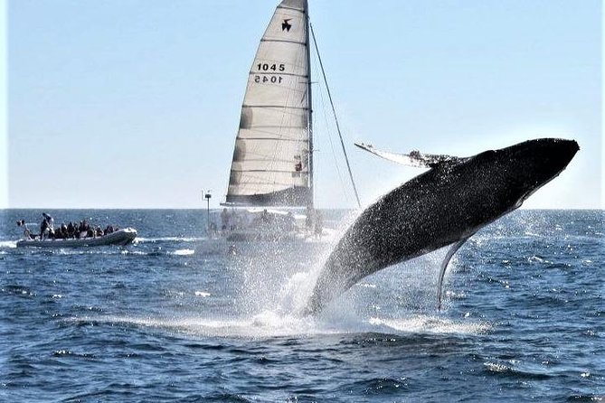 Whale Watching Tour in Los Cabos - Is $60 a good value?