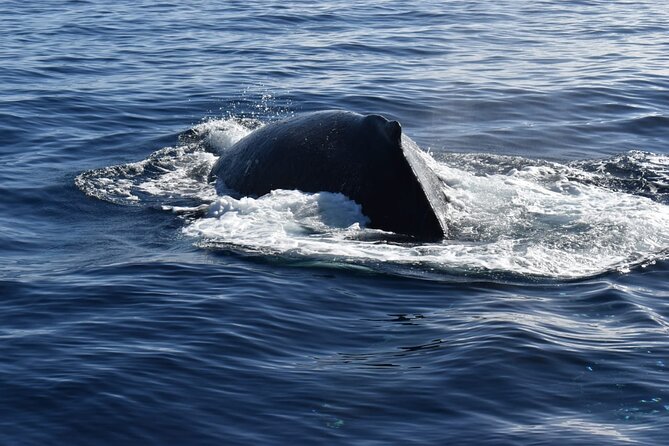 Whale Watching Tour in Los Cabos - Who will enjoy this boat trip most?