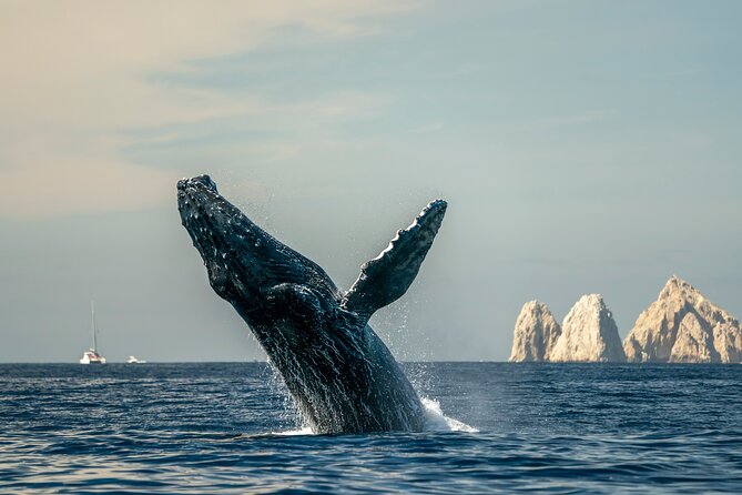 Whale Watching Tour with Arch and Beach in Cabo San Lucas - Small boats, covered seats, and the practical side of whale watching