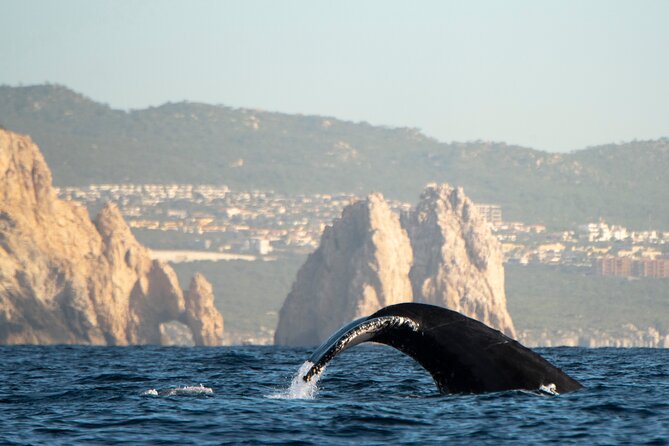 Whale Watching Tour with Arch and Beach in Cabo San Lucas - The price: good value when the clock is respected