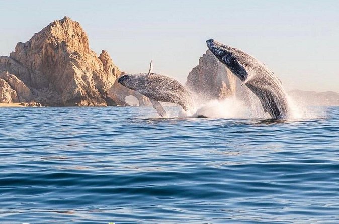 Whale Watching Tour with Arch and Beach in Cabo San Lucas - Beach access, safety, and the questions to ask first