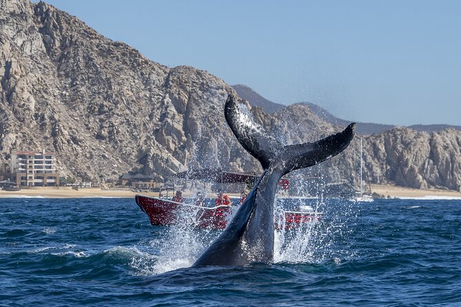 Whale Watching Tour with Arch and Beach in Cabo San Lucas - Should you book the Arch and whale watching tour?