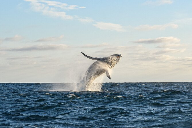 Whale Watching Tour with Arch and Beach in Cabo San Lucas - What the roughly two-hour route includes
