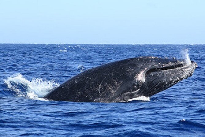 Whale Watching Warranty in San José del Cabo Snacks and drinks - Setting off at 8:00 or 10:00 AM