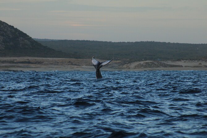 Whale Watching Warranty in San José del Cabo Snacks and drinks - Dolphins, sea lions, and the occasional surprise