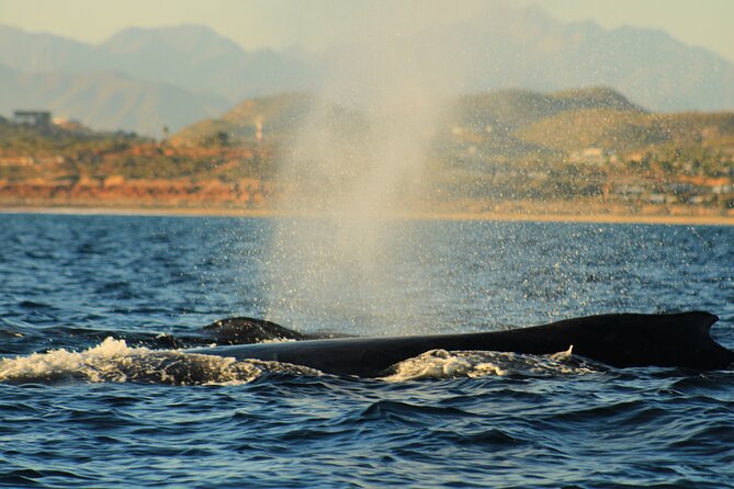 Whale Watching Warranty in San José del Cabo Snacks and drinks - How the small group affects value