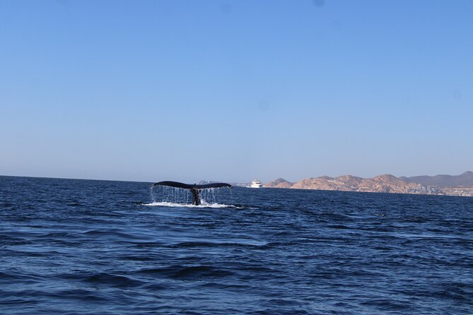 Whale Watching Warranty in San José del Cabo Snacks and drinks - Who should choose the 8:00 AM departure