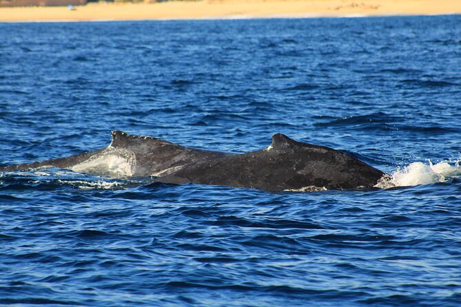 Whale Watching Warranty in San José del Cabo Snacks and drinks - Searching the Sea of Cortez for humpback whales