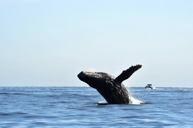 ZODIAC Whale Watch Tour | Cabo San Lucas | Biologist | FREE Pics - Why this small Cabo zodiac tour works so well