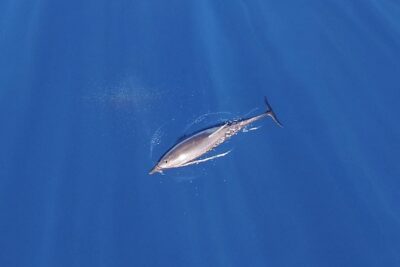 ZODIAC Whale Watch Tour | Cabo San Lucas | Biologist | FREE Pics